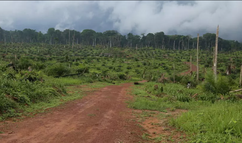 RDC: la Cour des comptes épingle des «projets fictifs» de reboisement et la gestion du Fonds forestier national