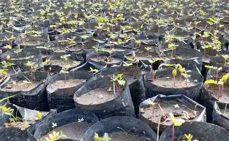 RDC : PIFORES Lance la Sélection des Porteurs des Projets pour les plantations Agroforestières et le reboisement dans le Pool centre